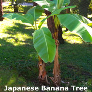 Okinawa Banana Tree